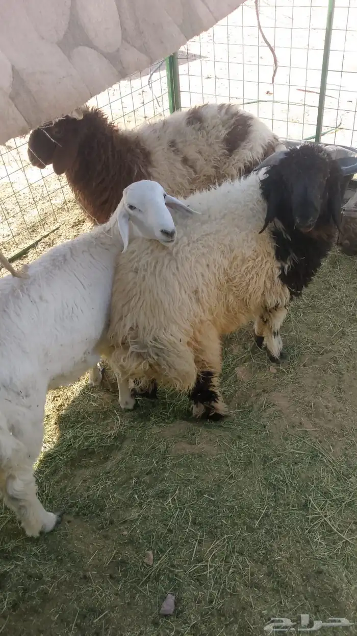 للبيع دبايح نعيم وحري العدد 4 0