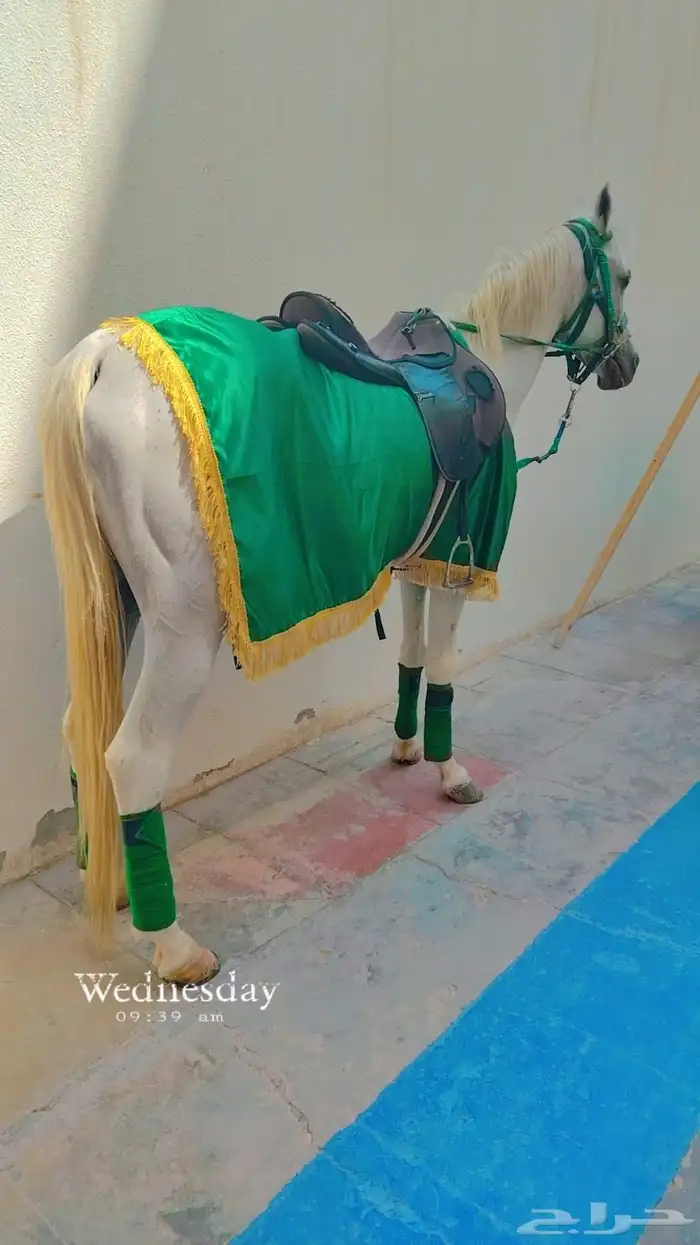 أجار جمال لي المناسبات والحفلات والافتتاحات 1