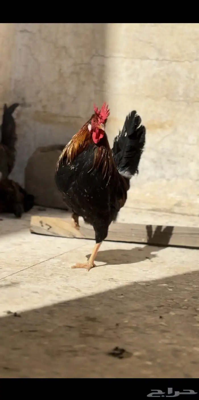 دجاج عربي افرق تاج مستوى فاخرر 6
