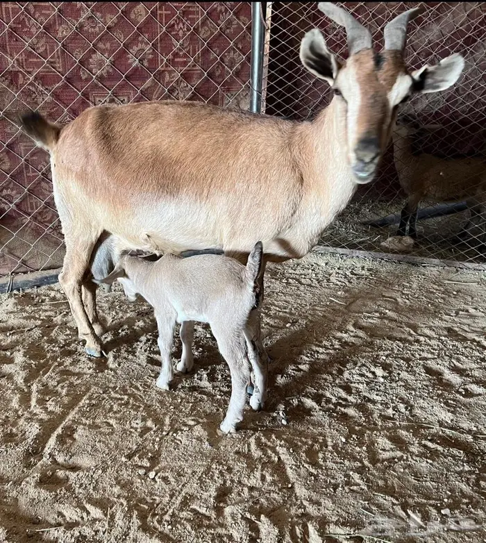 معزا مطوره مهجنه لون الصيد هجين وعل 7