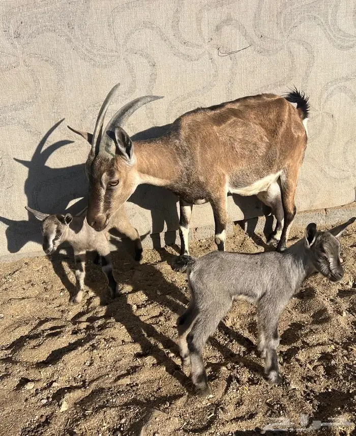 معزا مطوره مهجنه لون الصيد هجين وعل 12