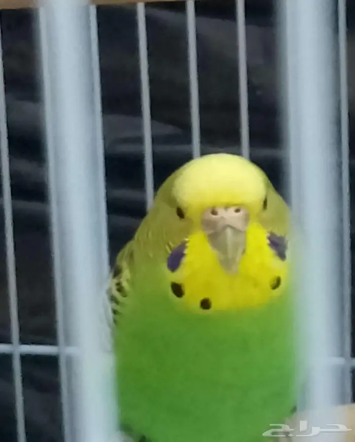 بادجي أنثى عدد 3 120 ريال 0