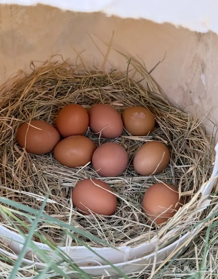 للبيع دجاج لوهمان 6