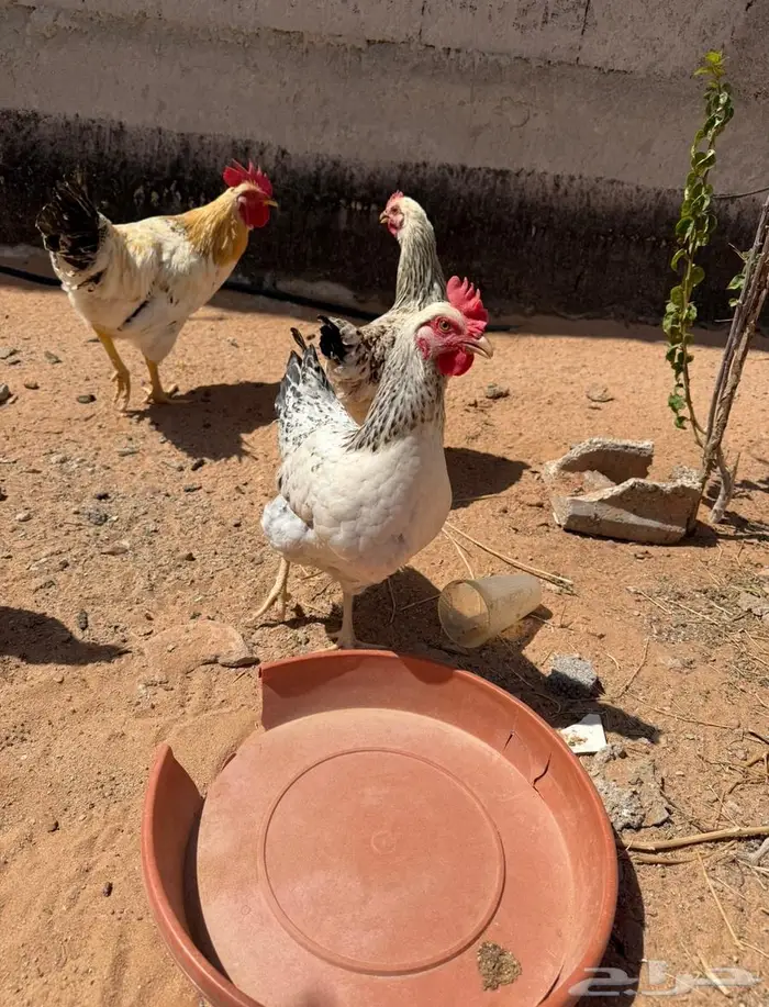 للبيع دجاج لوهمان 0