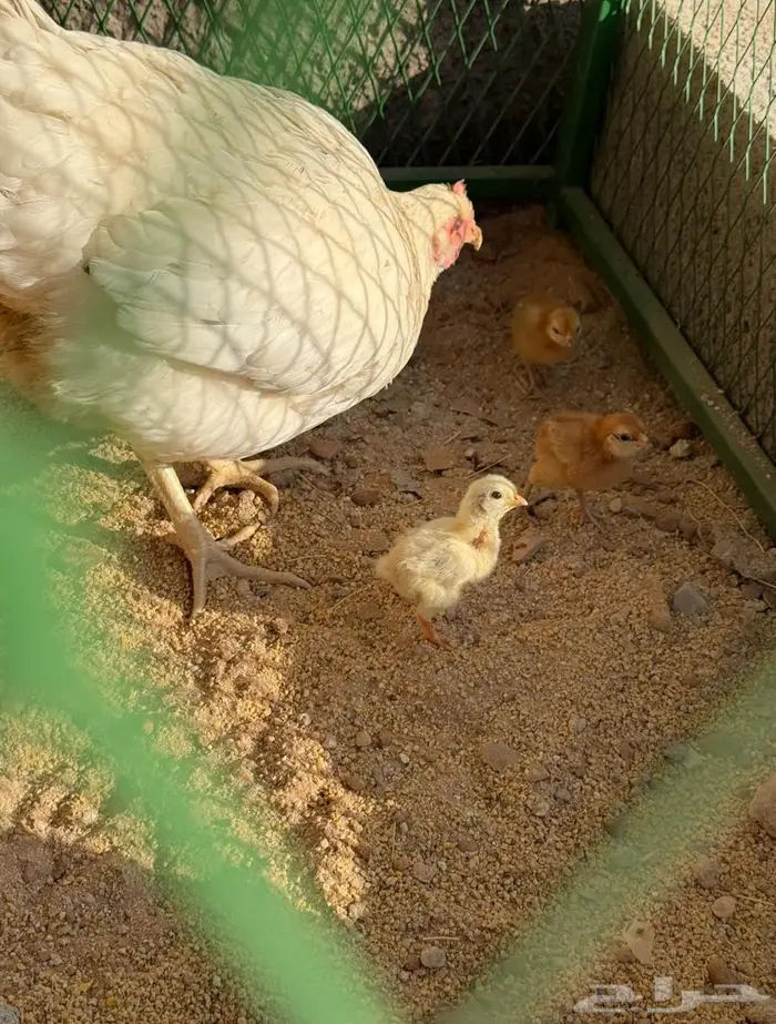 للبيع دجاج لوهمان 2