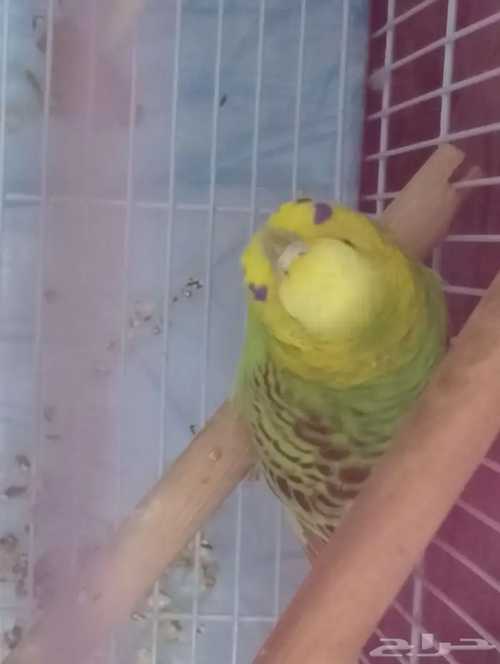 بادجي أنثى عدد 3 120 ريال 1