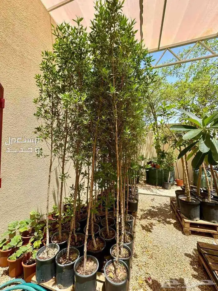 ثيل جميع النواع الثيل وحميع النواع الاشجار 3