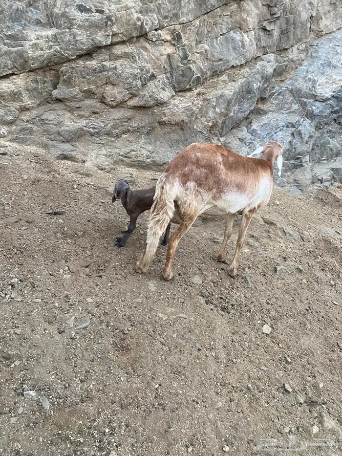 سواكن جنب قرايب صنف ثنايا ورباعيات واحده سدس 3