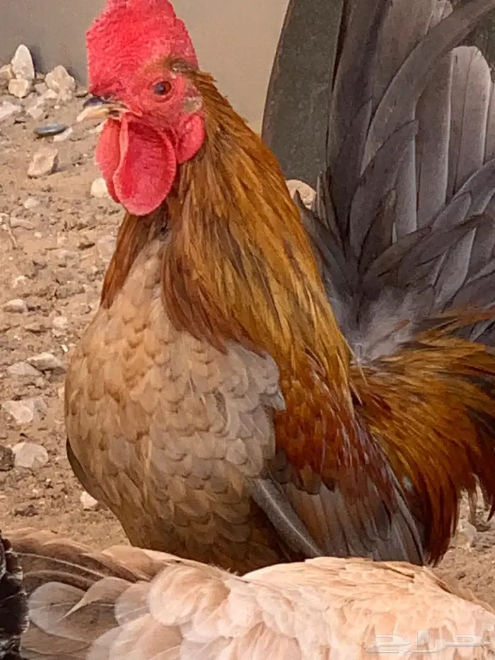 ديك جبنيز الاحساء 0