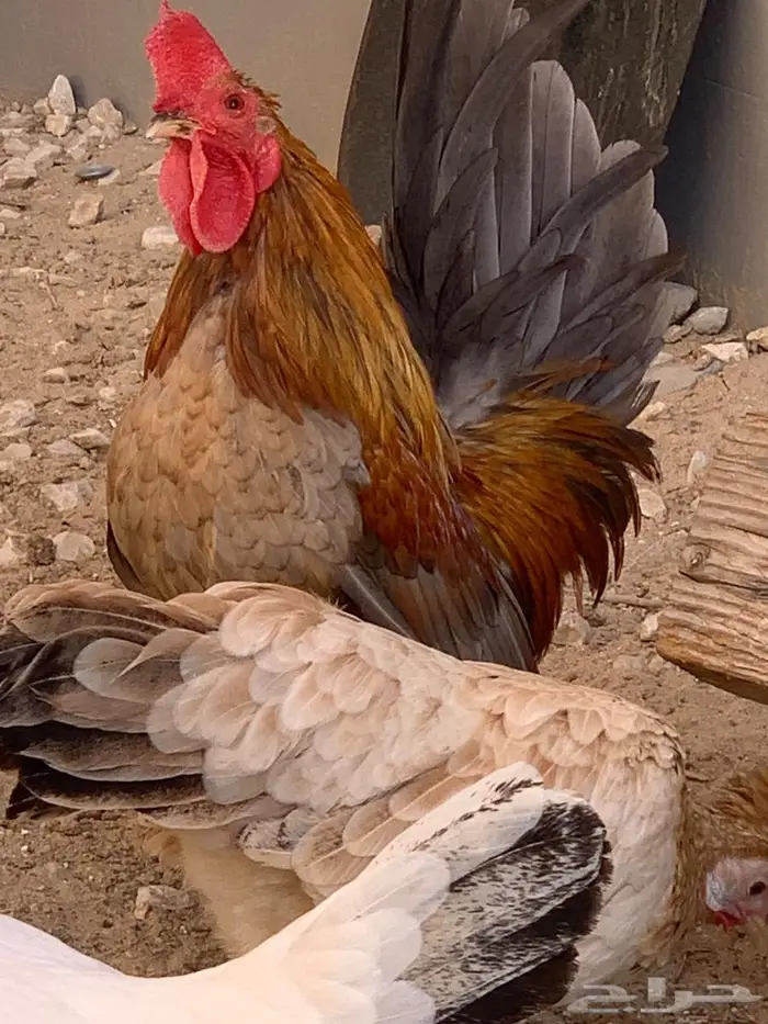 ديك جبنيز الاحساء 1