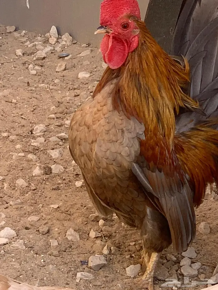 ديك جبنيز الاحساء 5