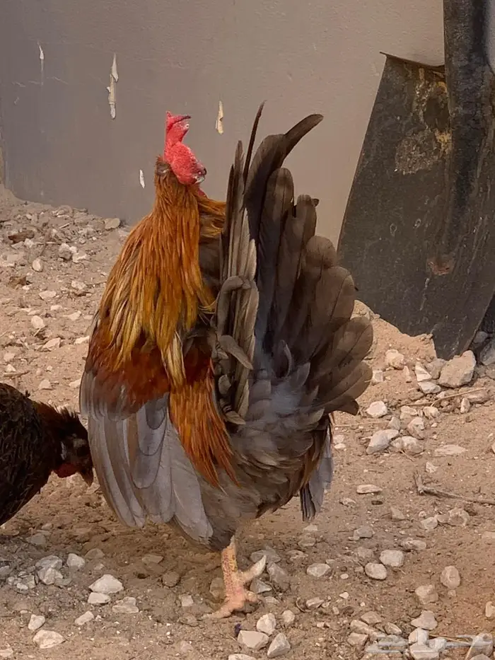 ديك جبنيز الاحساء 6