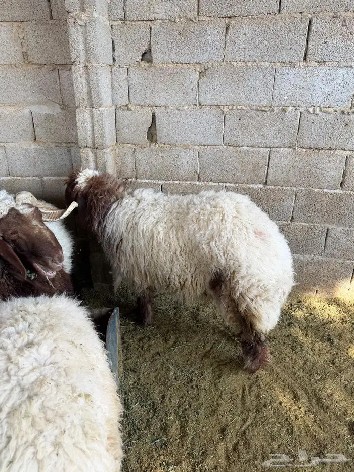 رخله نعيم طيبه ( تم البيع خارج الموقع ) 1