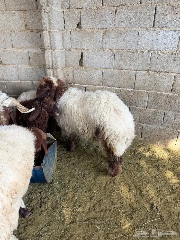 رخله نعيم طيبه ( تم البيع خارج الموقع ) 0