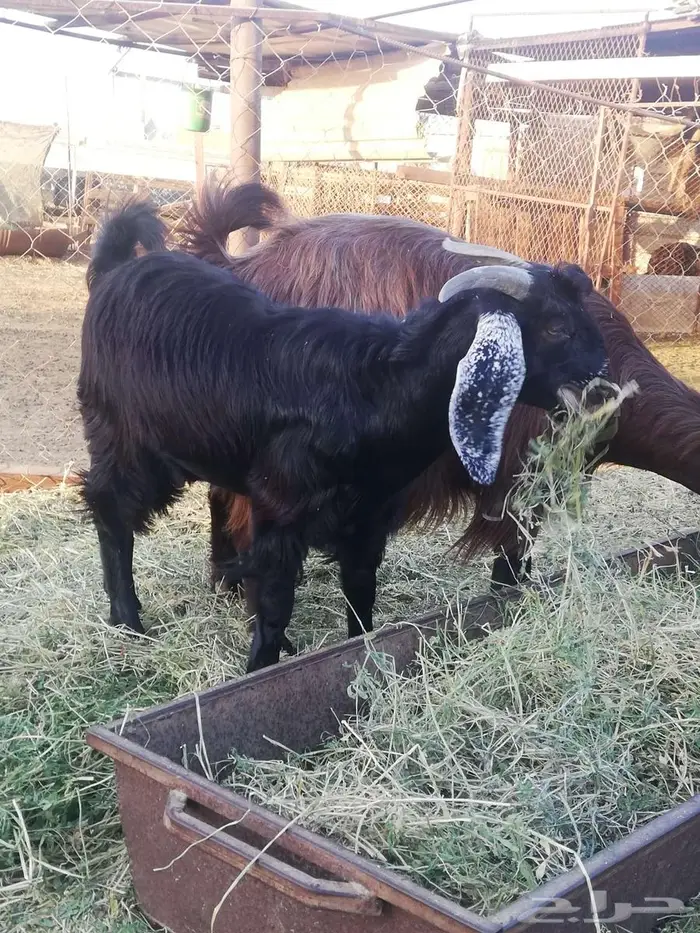 تيس مخصي للبيع 4