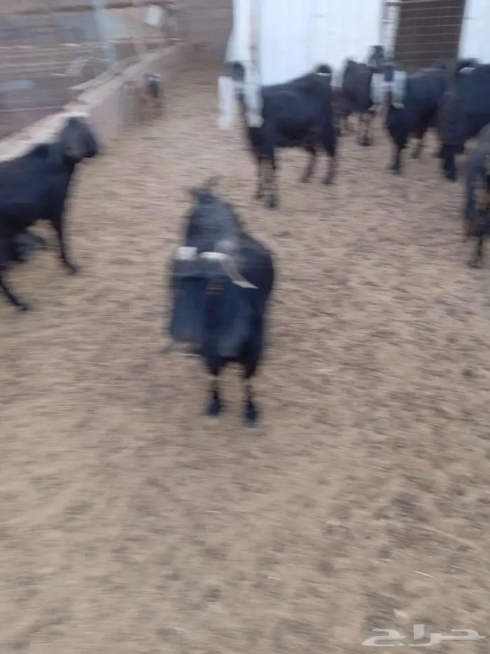 للبيع معزا والد ودفيع 0