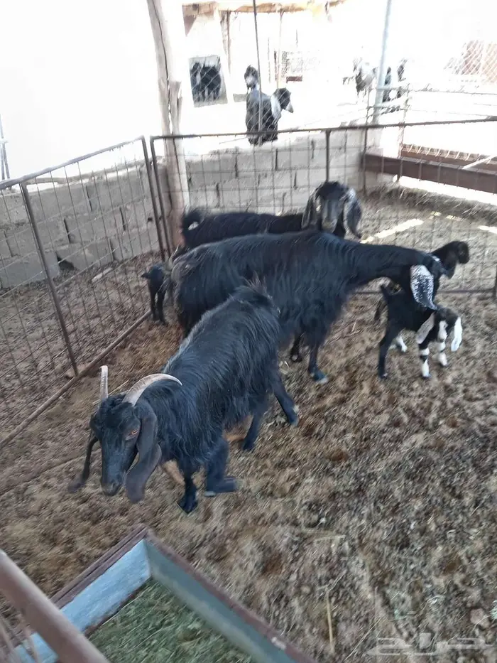 للبيع معزا والد ودفيع 1