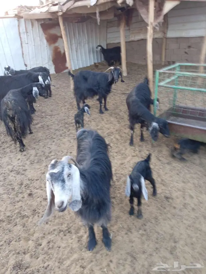 للبيع معزا والد ودفيع 2