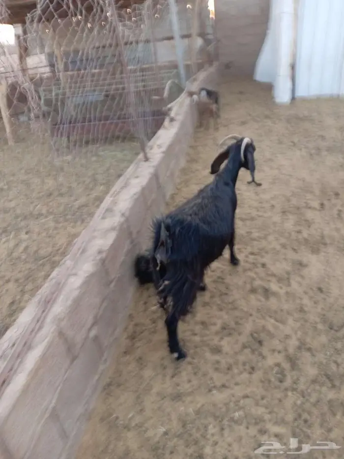 للبيع معزا والد ودفيع 3