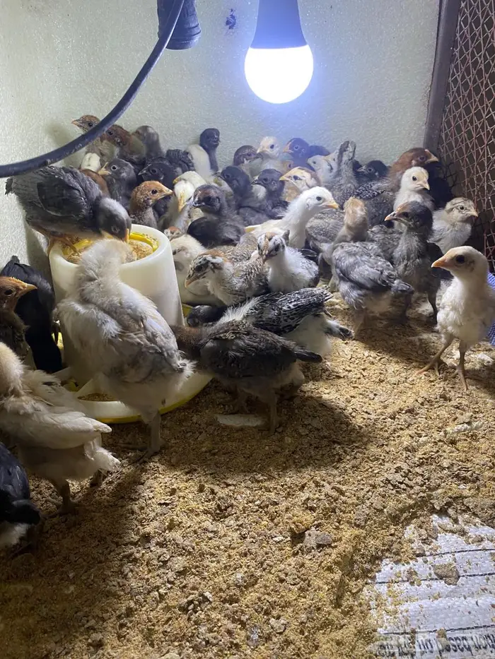 صيصان بلدي 1