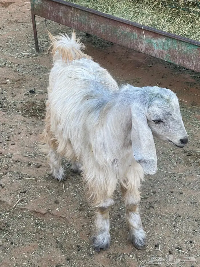 للبيع تيوس بلدي فل شحم تربية مزارع ماشاء الله تبارك الله 1