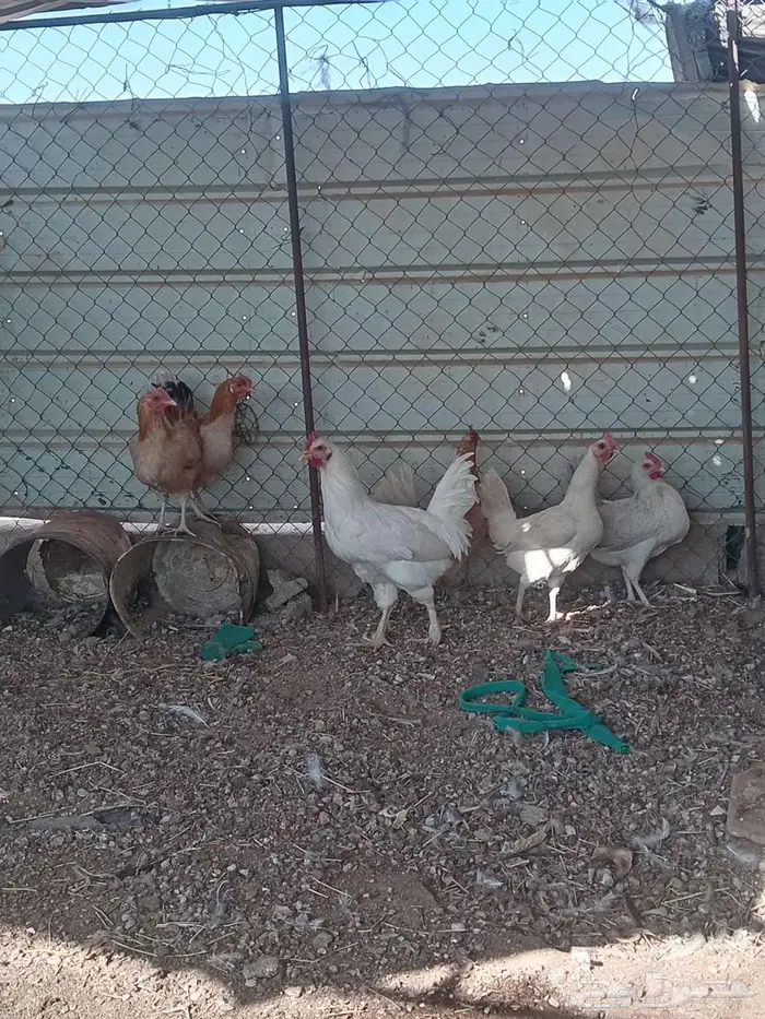 دجاج بلدي بياض 0