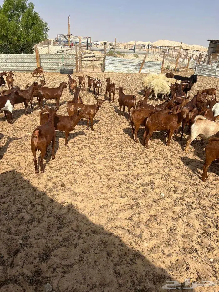 تيوس دهم غنم محايل عسير 2