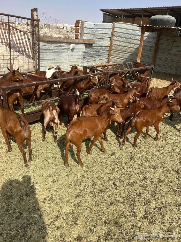 تيوس دهم غنم محايل عسير 0