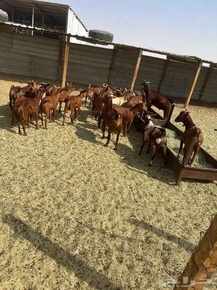 تيوس دهم غنم محايل عسير 3