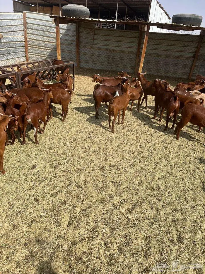 تيوس دهم غنم محايل عسير 1