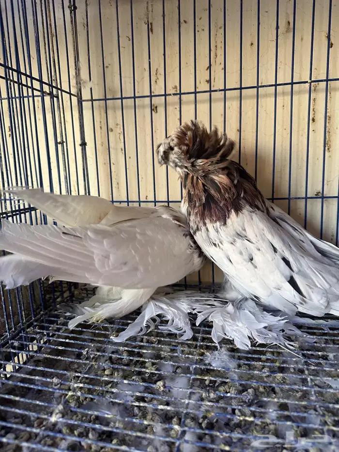 حمام بخاري للبيع 4