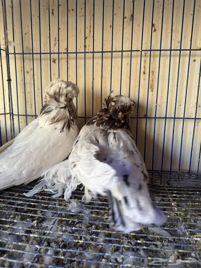 حمام بخاري للبيع 5