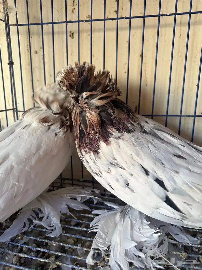 حمام بخاري للبيع 0