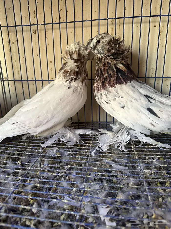 حمام بخاري للبيع 2