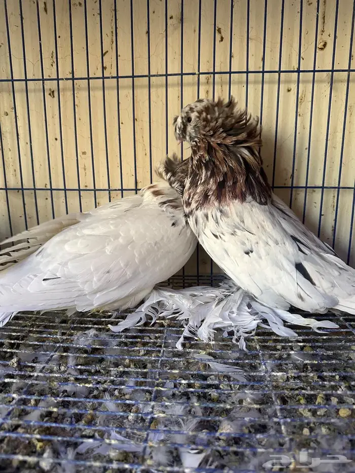 حمام بخاري للبيع 1