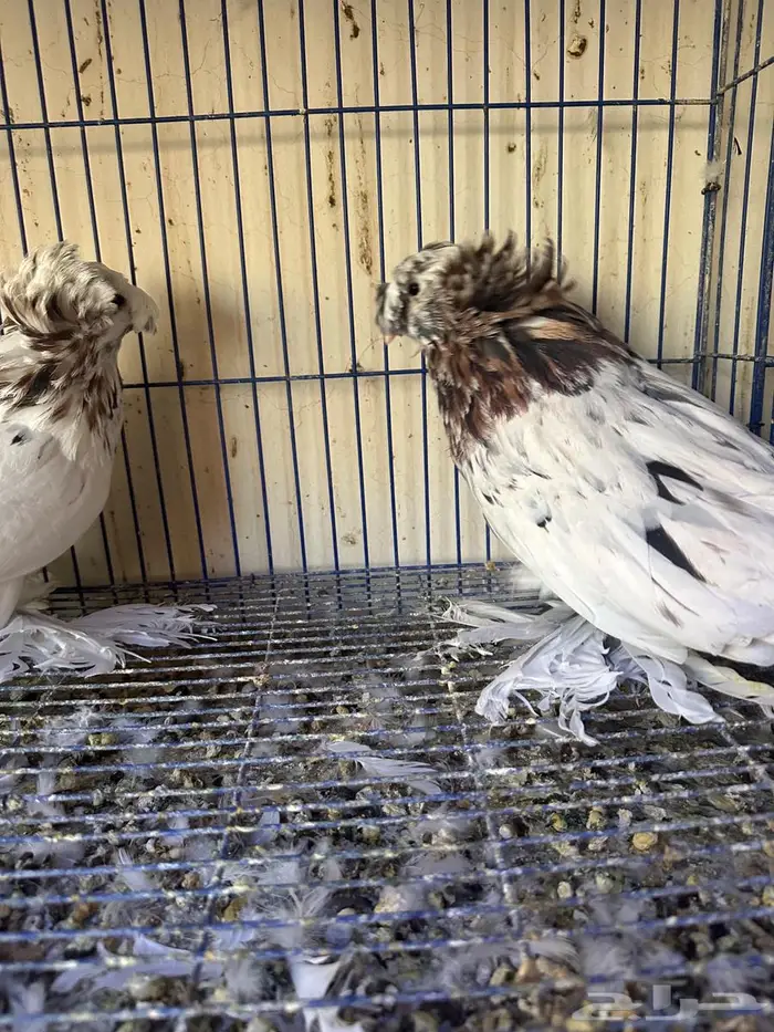 حمام بخاري للبيع 3