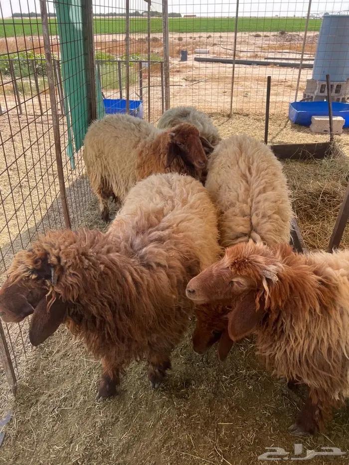 شياه عدد 5 ثني 0