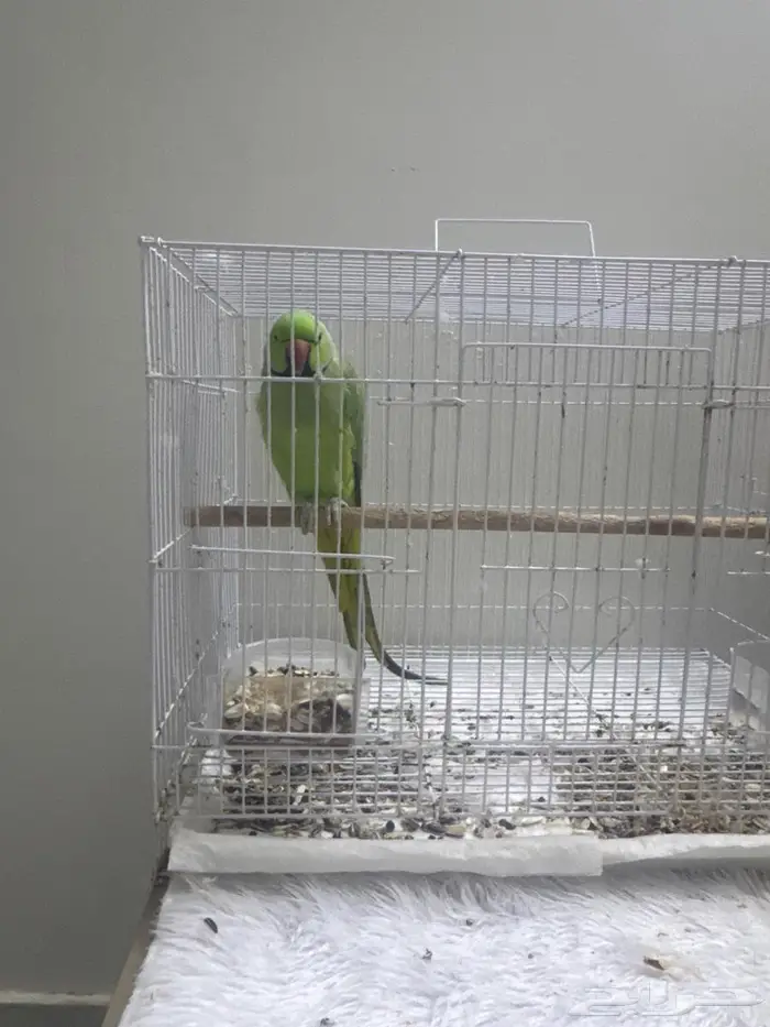 ببغاء 0