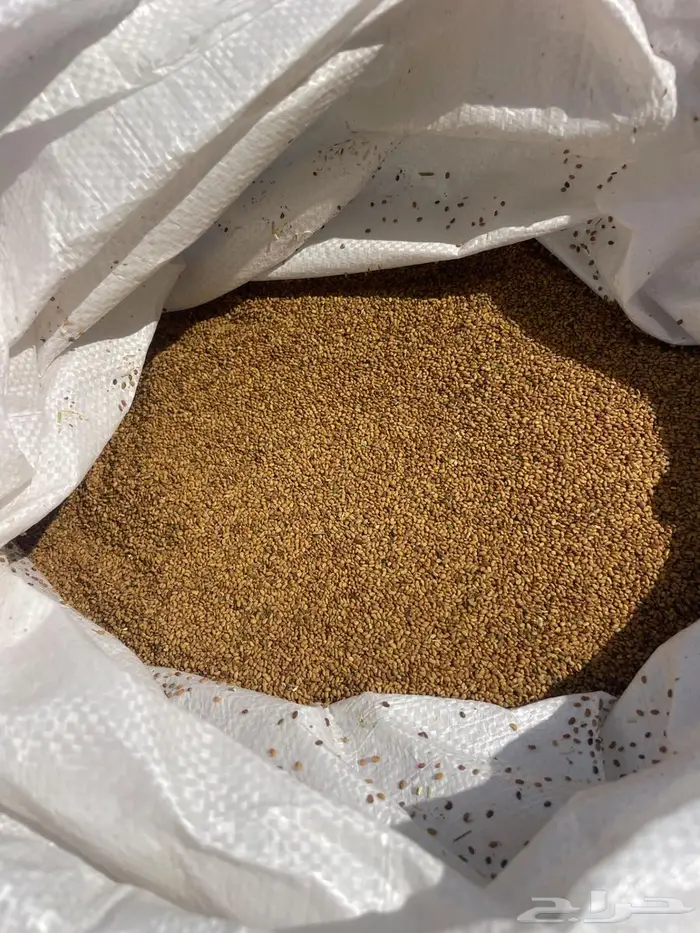 بذر برسيم حساوي درجه أولى 0