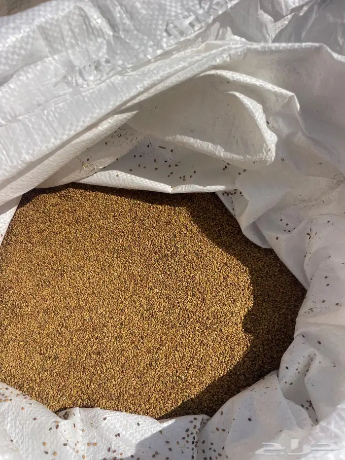 بذر برسيم حساوي نظيف 0