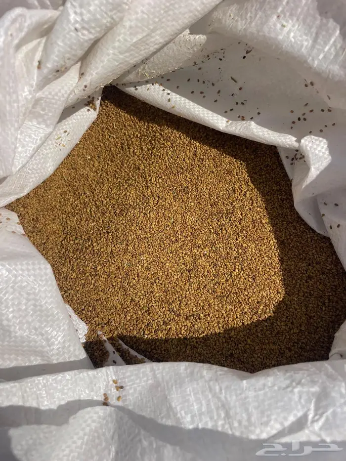 بذر برسيم حساوي نظيف 1