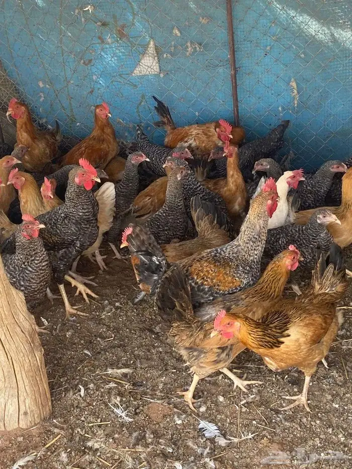 دجاج تركي . 2