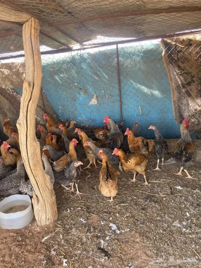 دجاج تركي . 3