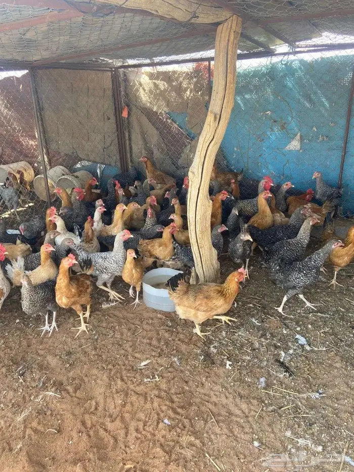 دجاج تركي . 1