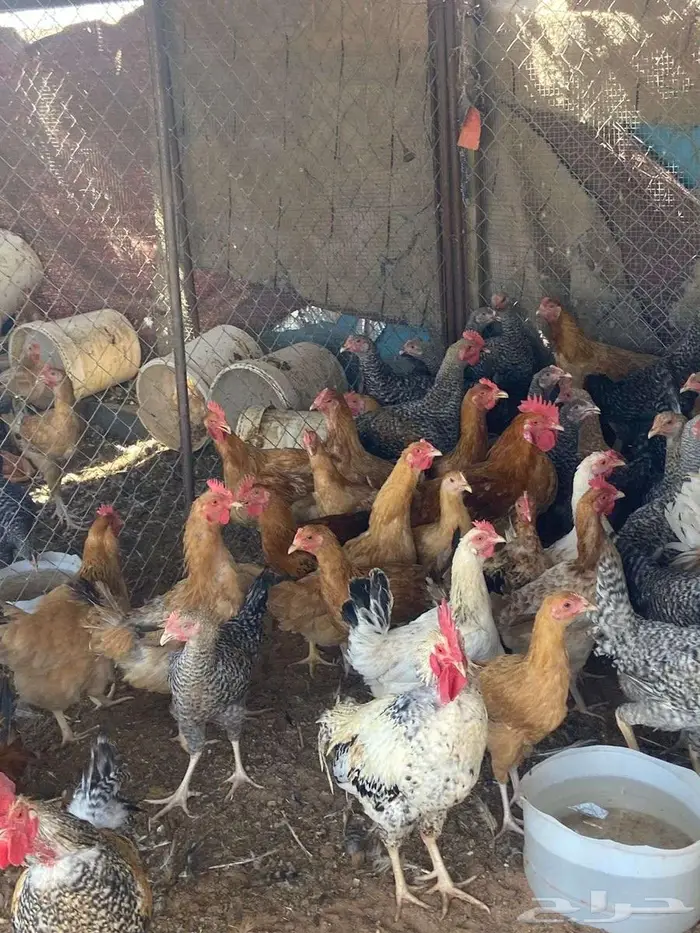 دجاج تركي . 0