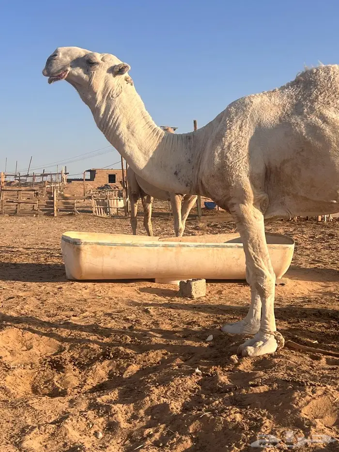 فحل باتلي اوضح 1