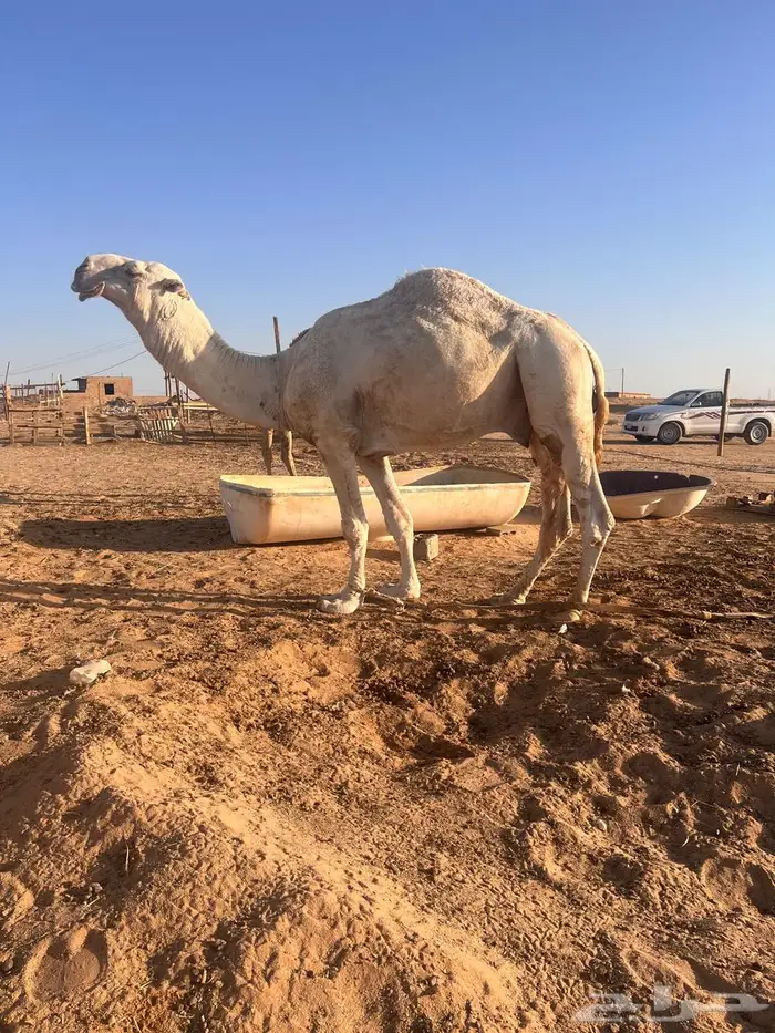 فحل باتلي اوضح 0