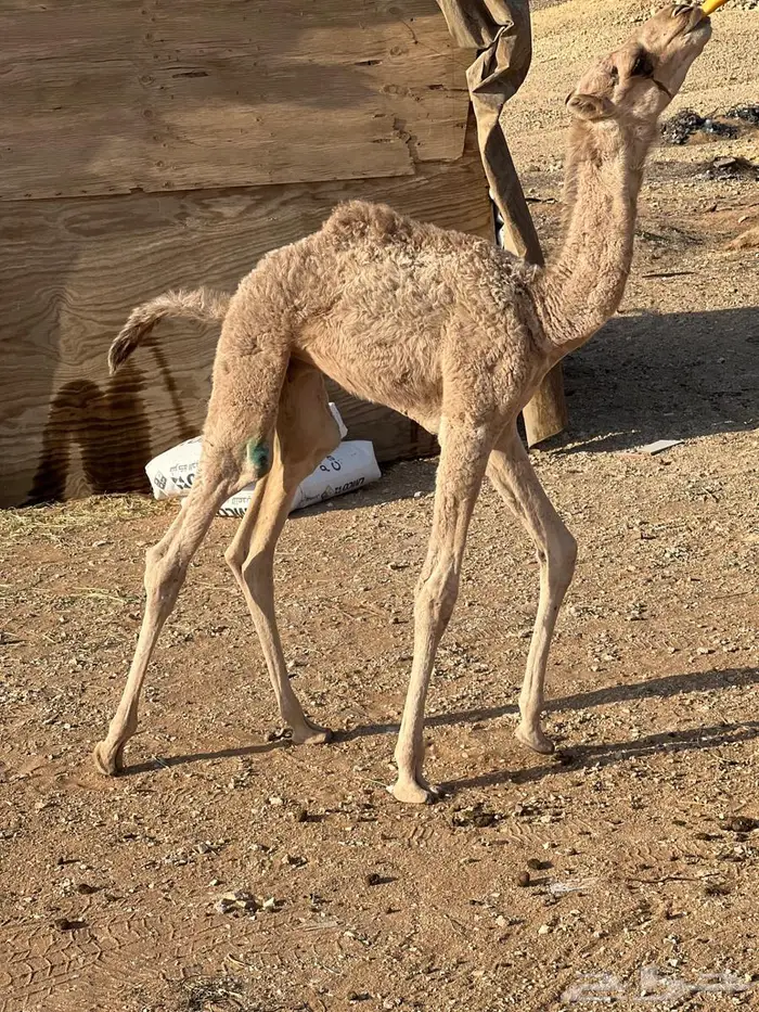 قعود ضيار قريب الشهر 0