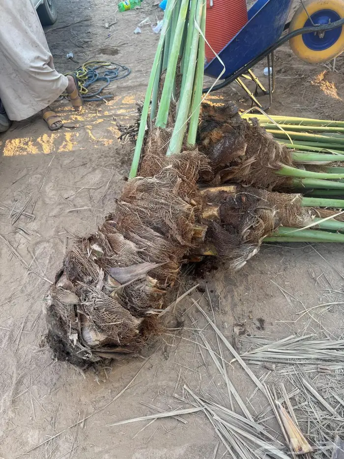 نخل القصيم 3