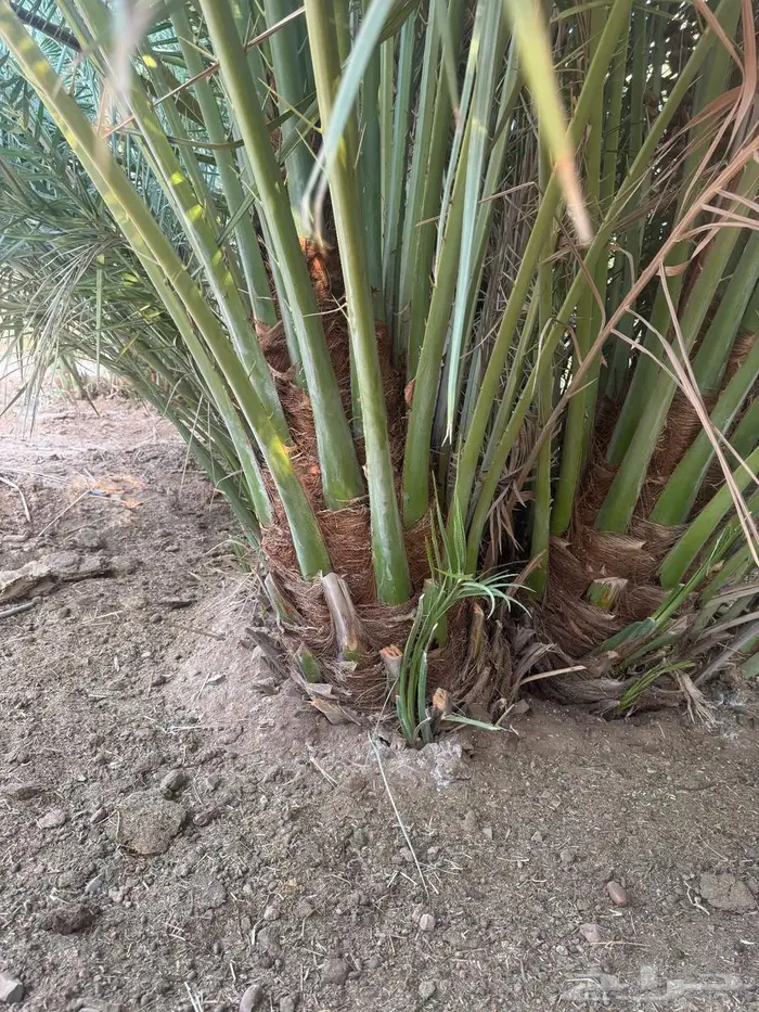 نخل القصيم 4